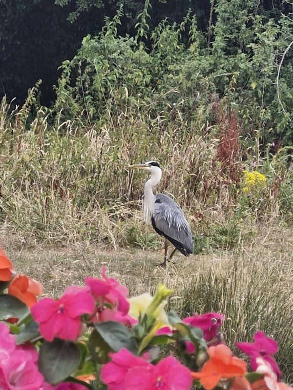 Grey heron standing in a wildflower margin beside a bed of pink and orange flowers